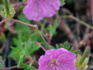 Geranium sanguineum 'Ankum's Pride'