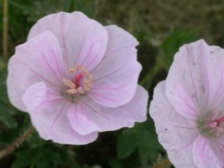 Geranium sanguineum 'Apfelblüte'