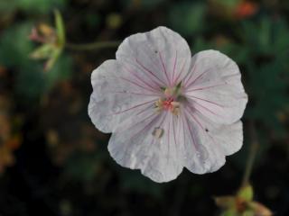 Geranium sanguineum 'Compactum'