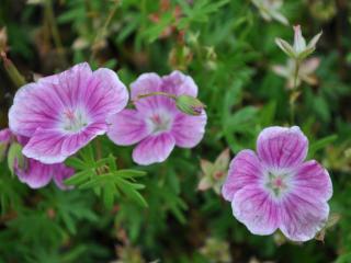 Geranium sanguineum 'Elke'