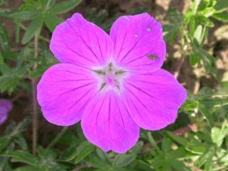 Geranium sanguineum 'Elsbeth'