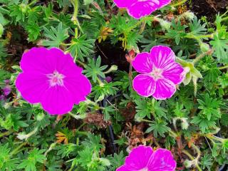Geranium sanguineum 'Fruit d' Fleur'