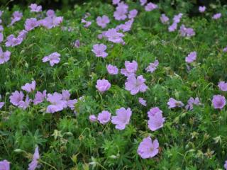 Geranium sanguineum 'Glenluce'