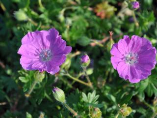 Geranium sanguineum 'Max Frei'