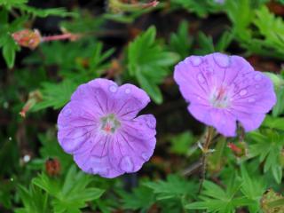 Geranium sanguineum 'Nanum'