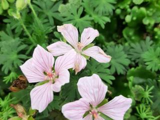 Geranium sanguineum 'Pink Pouffe'