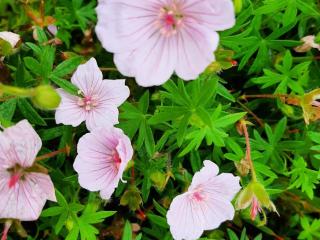 Geranium sanguineum 'Pink Summer'