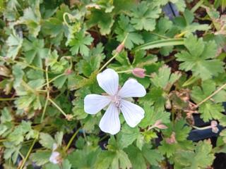 Geranium saxatile 'Album'