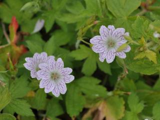 Geranium versicolor