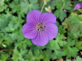 Geranium wallichianum 'Bloom Me Away'