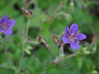 Geranium wlassovianum