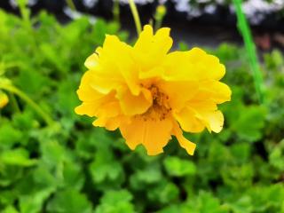 Geum chiloense 'L. Stratheden'