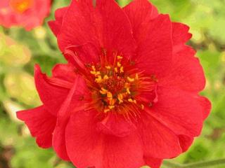 Geum chiloense 'Mrs. Bradshaw'