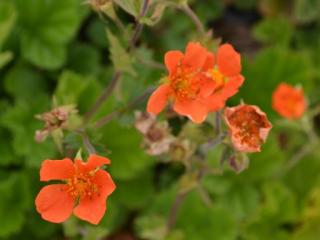 Geum coccineum 'Borisii'