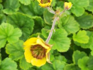 Geum coccineum 'Lemon Drops'