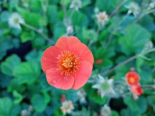 Geum coccineum 'Tosai Orange'