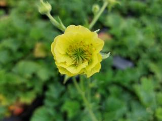 Geum hybride 'Banana Daiquiri' PBR
