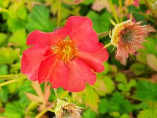 Geum hybride 'Coral Tempest' ®