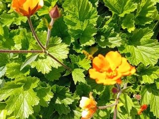 Geum hybride 'Georgenberg'