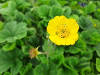 Geum hybride 'Lisanne'