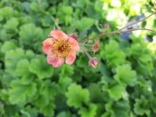 Geum hybride 'Mango Lassi'