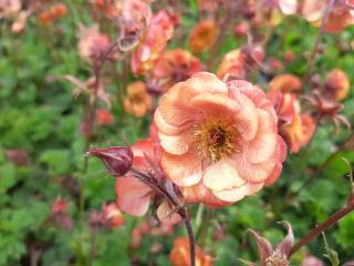 Geum hybride 'Nonna'