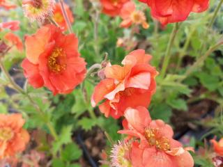 Geum hybride 'Scarlet Tempest' ®