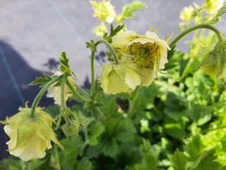 Geum rivale 'Tales of Hex'