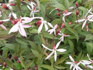 Gillenia trifoliata 'Pink Profusion'