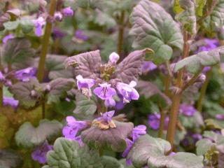 Glechoma hederacea