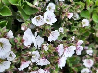 Gypsophila cerastioides