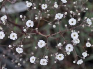 Gypsophila paniculata 'Bristol Fairy'