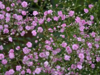 Gypsophila paniculata 'Flamingo'