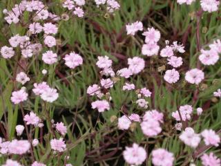 Gypsophila paniculata 'Pink Festival'