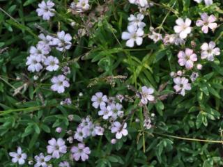 Gypsophila repens 'Rosea'