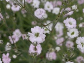 Gypsophila hybride 'Rosenschleier'