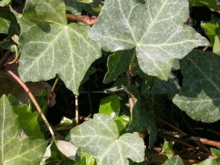 Hedera helix