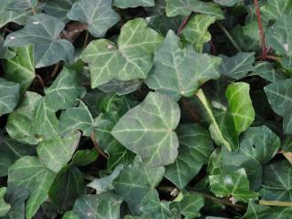Hedera helix 'Hibernica' gestokt