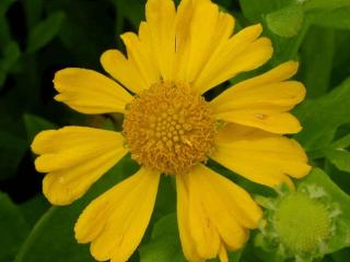 Helenium autumnule 'Pumilum Magnificum'