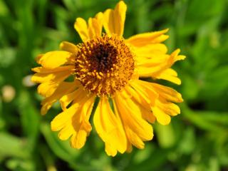 Helenium bigelovii 'The Bishop'