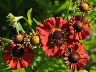 Helenium hybride 'Dunkle Pracht'