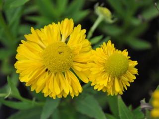 Helenium hybride 'Double Trouble' (PBR)