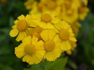 Helenium hybride 'Kanaria'