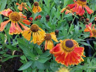 Helenium hybride 'Kupfersprudel'