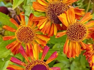 Helenium hybride 'Loysder Wieck'