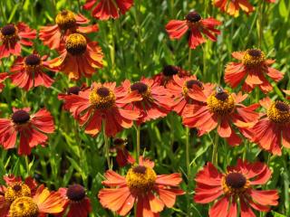 Helenium hybride 'Moerheim Beauty'