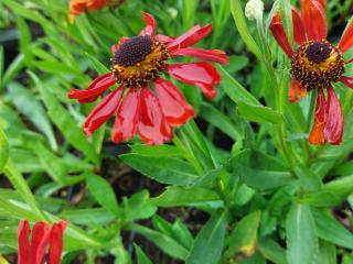 Helenium hybride 'Red Army'