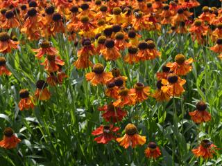 Helenium hybride 'Ruby Tuesday'