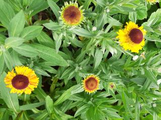 Helenium autumnale 'Sahin's Early Flowerer'