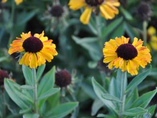 Helenium hybride 'Short and Sassy' (PBR)